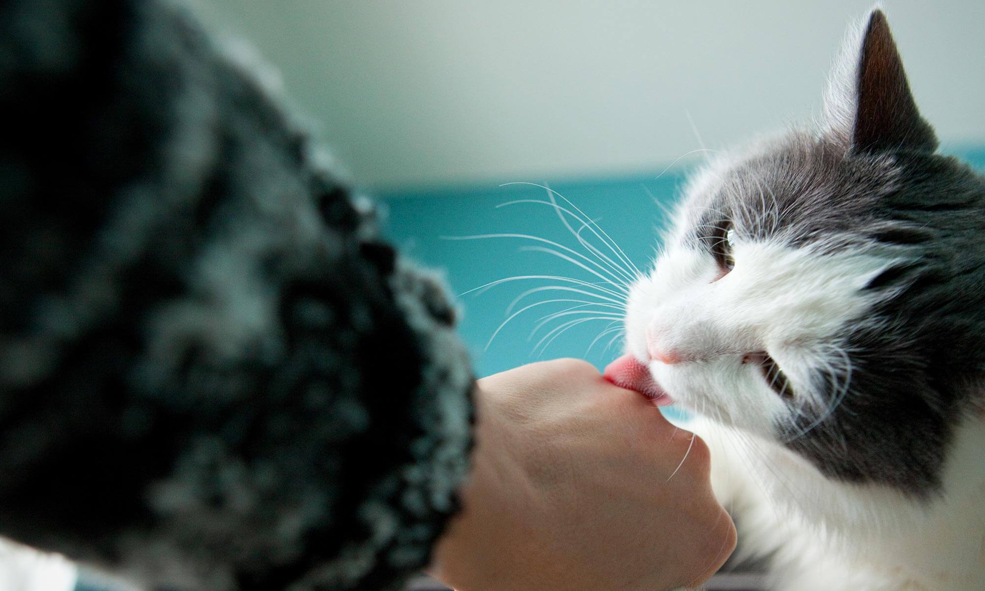 A cat licking a hand